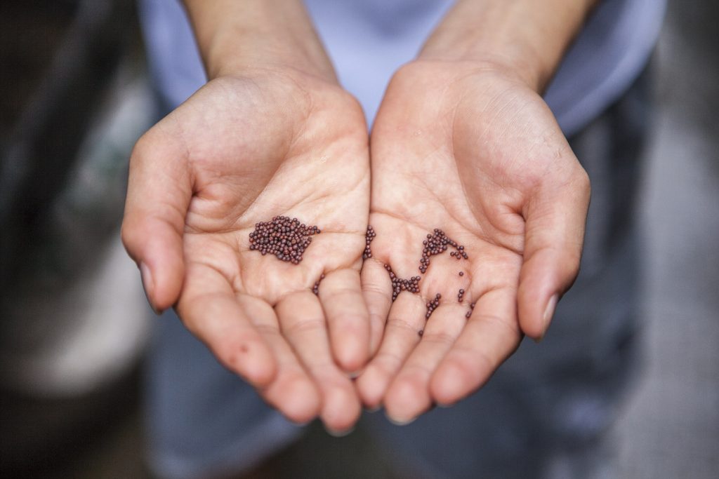 two outstretched palms having mustard seeds in them, relating to fasting and prayer and weak faith vs small faith 