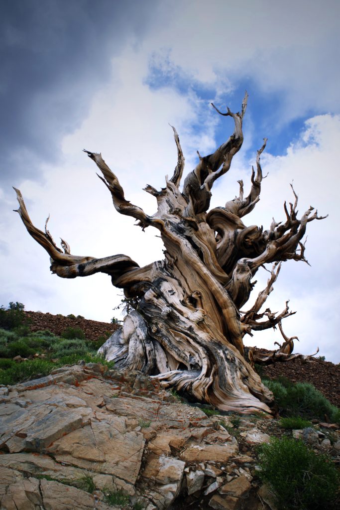 a twisted tree