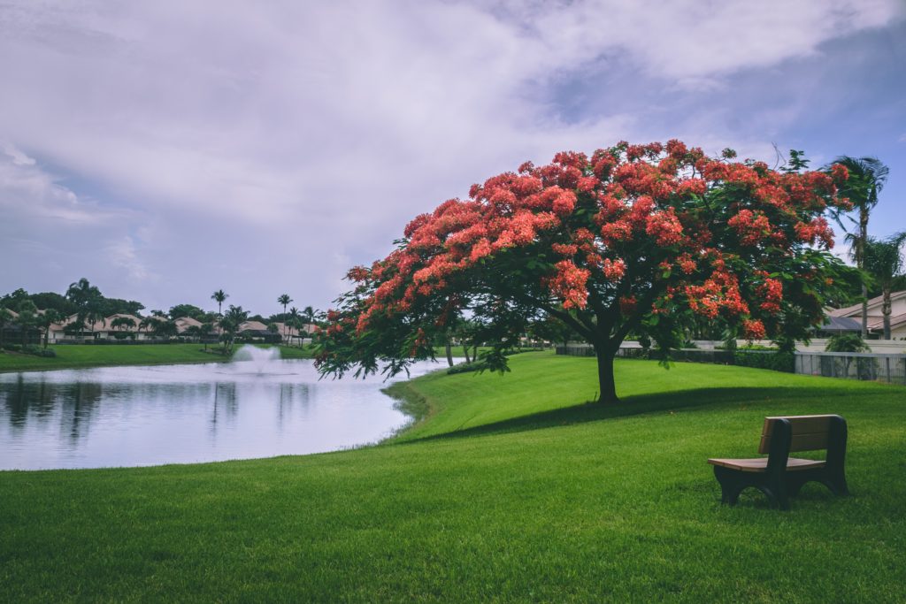 tree with flowers to illustrate the fig tree